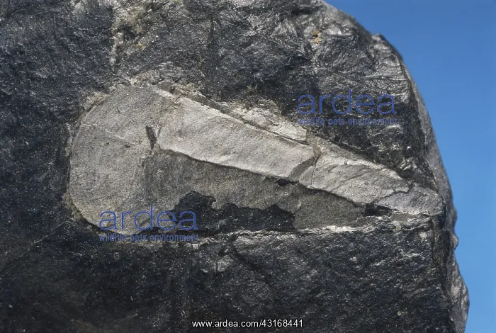 : Hyolithid Fossil : Hyolithid Fossil