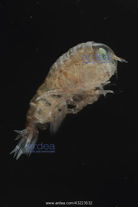: Hyperia latreillei, Jellyfish (Hyperia galba), Jellyfish : Hyperia latreillei, Jellyfish (Hyperia galba), Jellyfish