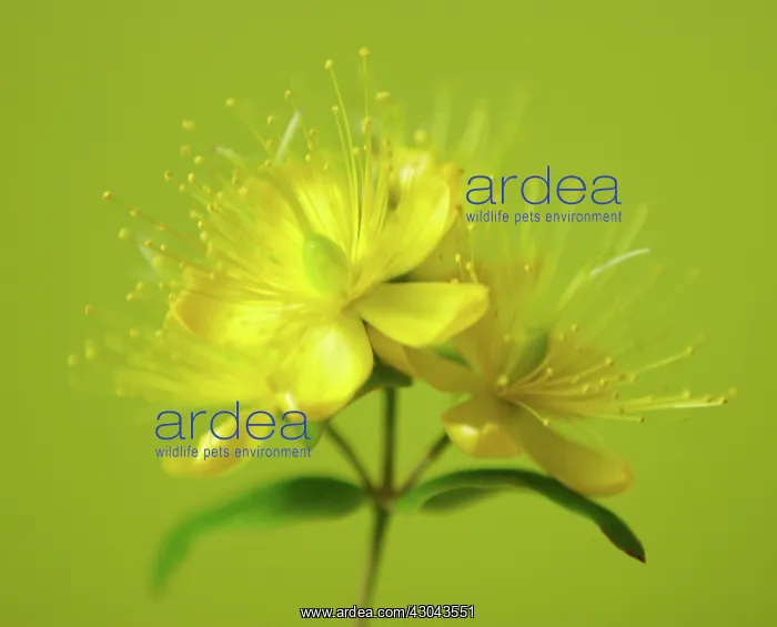 : Hypericum, Hypericum x indorum Elstead : Hypericum, Hypericum x indorum Elstead