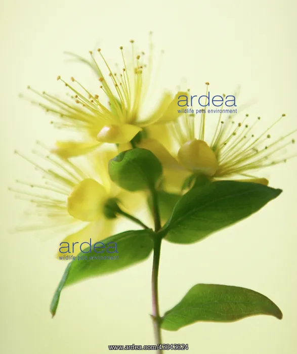 : Hypericum, Hypericum x indorum Elstead : Hypericum, Hypericum x indorum Elstead