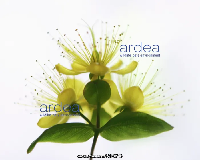 : Hypericum, Hypericum x indorum Elstead : Hypericum, Hypericum x indorum Elstead