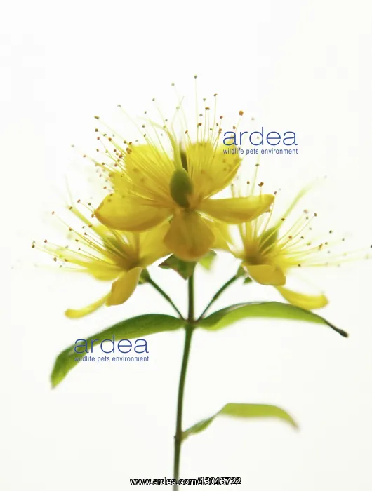 : Hypericum, Hypericum x indorum Elstead : Hypericum, Hypericum x indorum Elstead