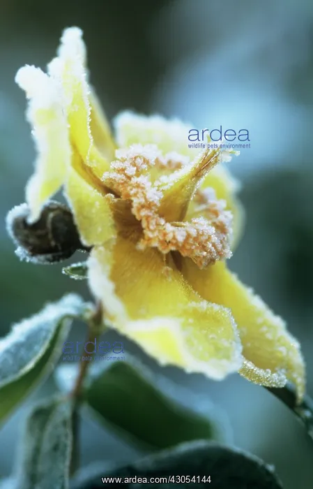 : Hypericum, Hypericum : Hypericum, Hypericum