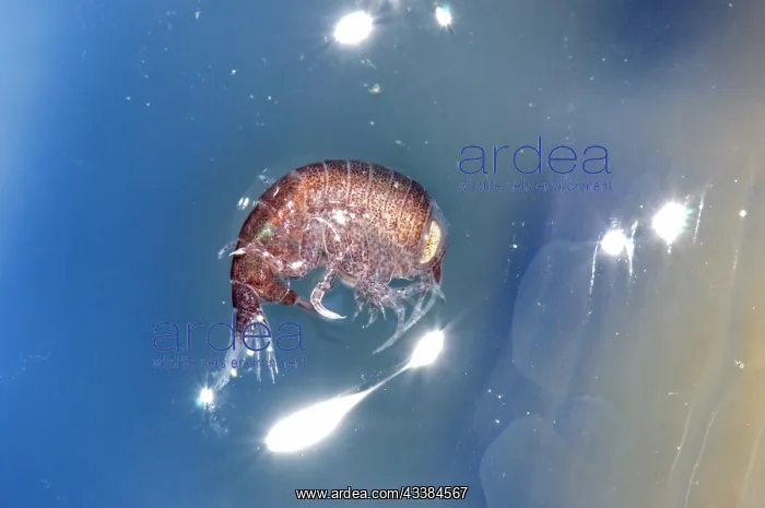 : A hyperiid amphipod (Hyperia macrocephala) living : A hyperiid amphipod (Hyperia macrocephala) living