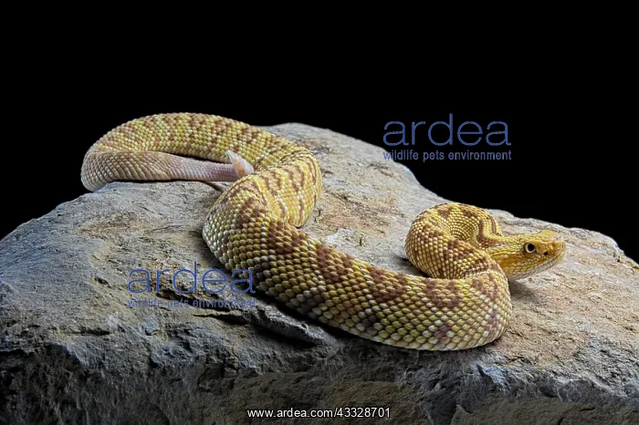 : Hypomelanistic Northwestern neotropical rattlesnake : Hypomelanistic Northwestern neotropical rattlesnake
