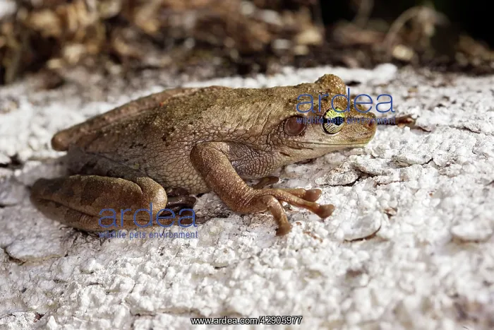 : Hypsiboas alboguttata Treefrog : Hypsiboas alboguttata Treefrog