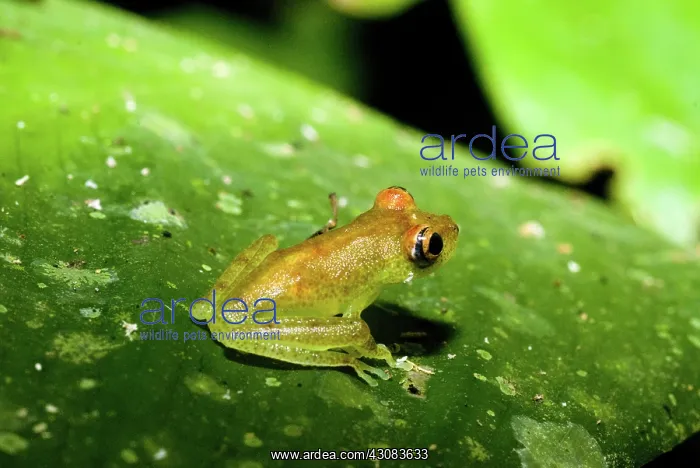 : Hypsiboas cinerascens : Hypsiboas cinerascens