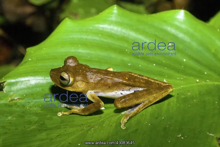 : Hypsiboas fasciatus : Hypsiboas fasciatus