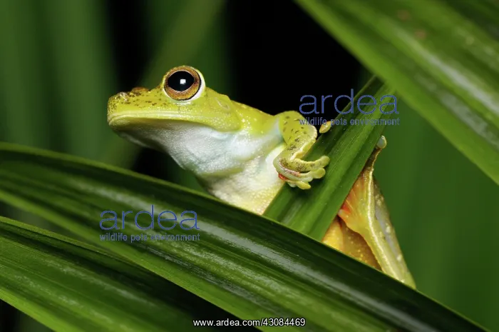 : Hypsiboas rufitelus : Hypsiboas rufitelus