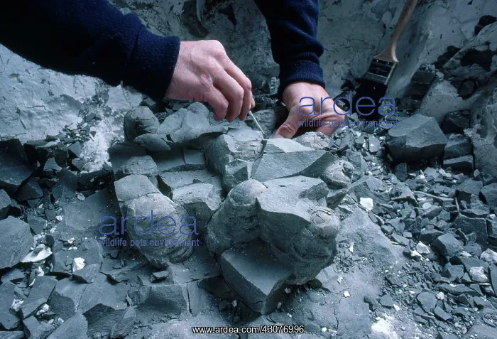 : Hypsilophodont Eggs : Hypsilophodont Eggs