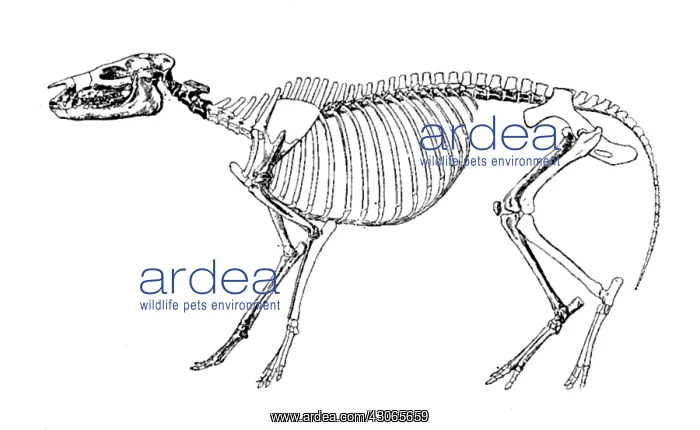 : Hyracotherium, Cenozoic Mammal : Hyracotherium, Cenozoic Mammal