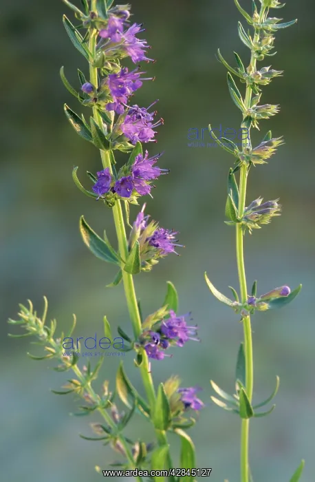  : Hyssop (Hyssopus officinalis). herb
