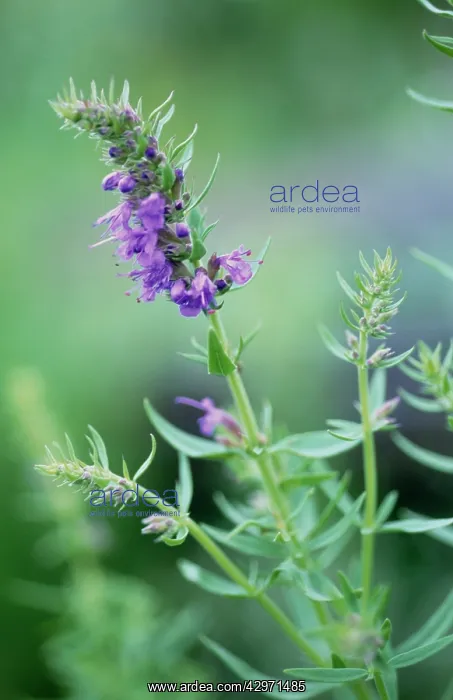 : Hyssop, Hyssopus officinalis : Hyssop, Hyssopus officinalis