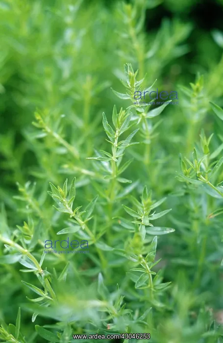 : Hyssop, Hyssopus officinalis : Hyssop, Hyssopus officinalis