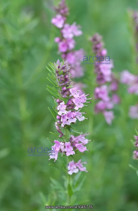 : Hyssop, Hyssopus officinalis : Hyssop, Hyssopus officinalis