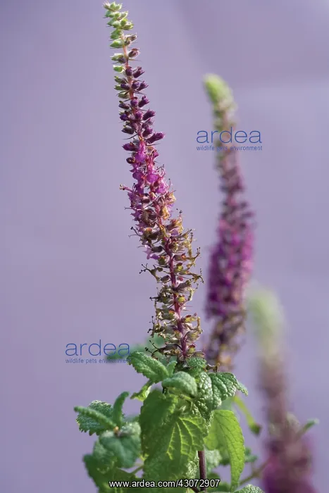 : Hyssop, Anise Hyssop, Agastache foeniculum : Hyssop, Anise Hyssop, Agastache foeniculum