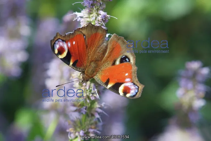 : Hyssop, Agastache, Close view of a Peacock Butterfly : Hyssop, Agastache, Close view of a Peacock Butterfly
