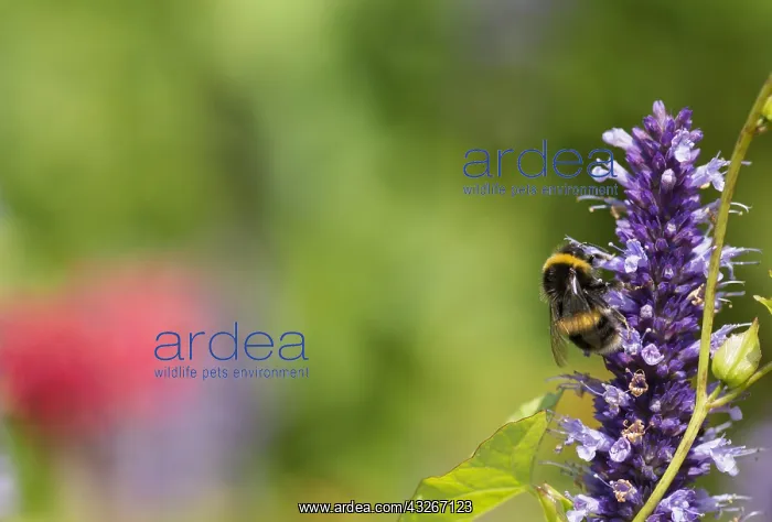 : Hyssop, Anise hyssop, Agastache foeniculum, Purple : Hyssop, Anise hyssop, Agastache foeniculum, Purple