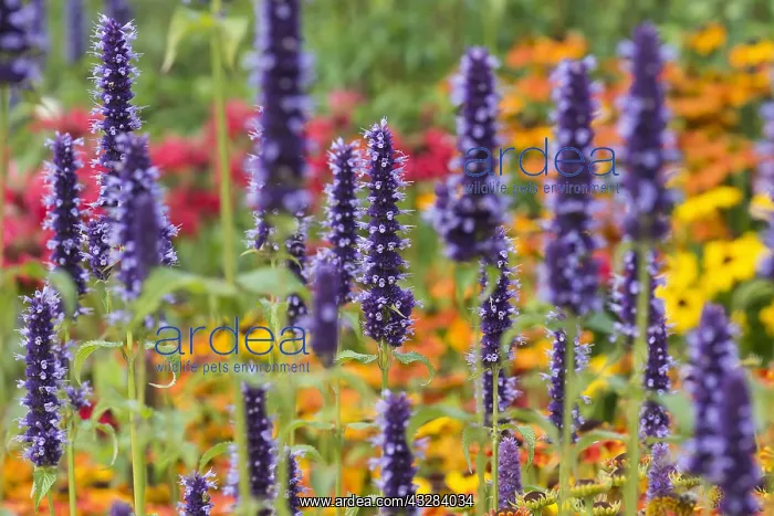 : Hyssop, Anise hyssop, Agastache foeniculum, Purple : Hyssop, Anise hyssop, Agastache foeniculum, Purple