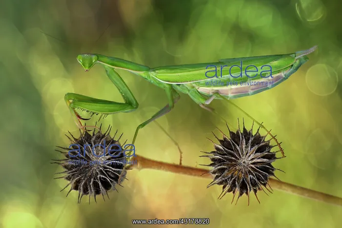 : I want to ride my bicycle - Praying mantis on dry : I want to ride my bicycle - Praying mantis on dry