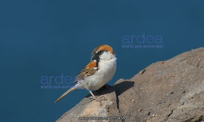 : Iago Sparrow : Iago Sparrow