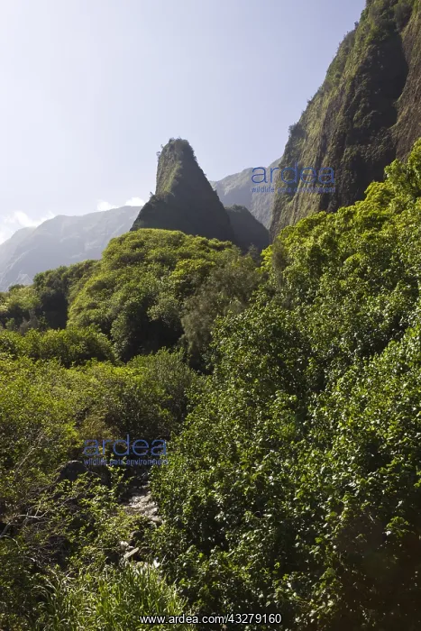 : Iao Needle im Kepaniwai County Park, Iao Valley : Iao Needle im Kepaniwai County Park, Iao Valley