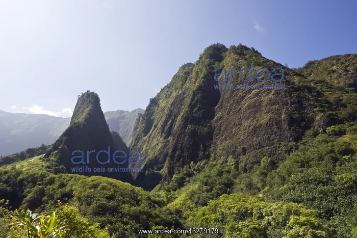 : Iao Needle im Kepaniwai County Park, Iao Valley : Iao Needle im Kepaniwai County Park, Iao Valley