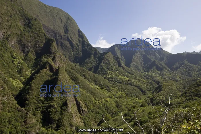 : Iao Valley, Maui, Hawaii, USA | Iao Valley, Maui : Iao Valley, Maui, Hawaii, USA | Iao Valley, Maui