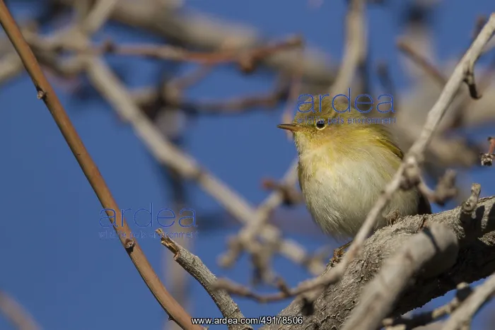 : Iberian Chiffchaff - Iberienzilpzalp - Phylloscopus iberiae : Iberian Chiffchaff - Iberienzilpzalp - Phylloscopus iberiae