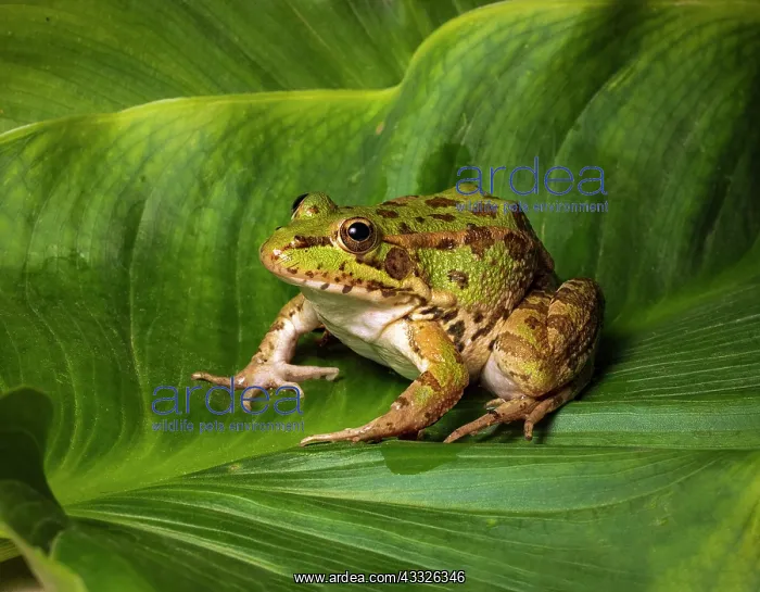 : Iberian Common Frog (Pelophylax perezi), Huesca, Spain : Iberian Common Frog (Pelophylax perezi), Huesca, Spain