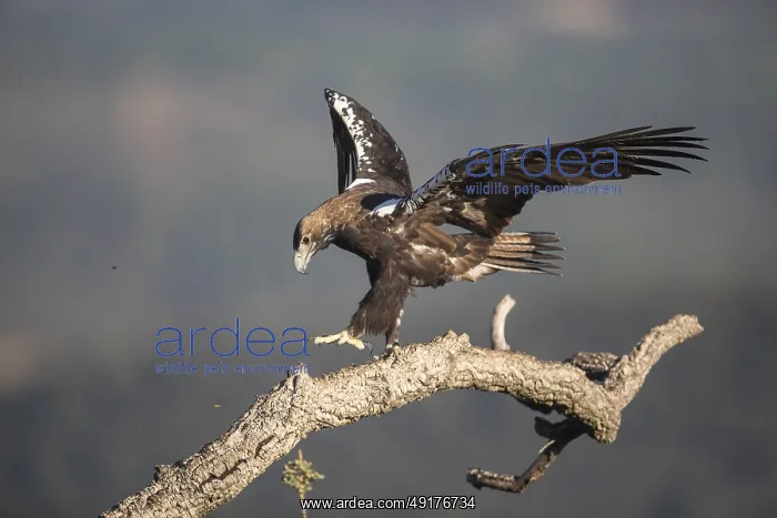 : Iberian Eagle (Aquila adalberti) : Iberian Eagle (Aquila adalberti)