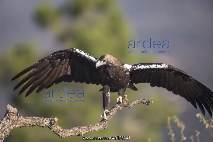 : Iberian Eagle (Aquila adalberti) : Iberian Eagle (Aquila adalberti)