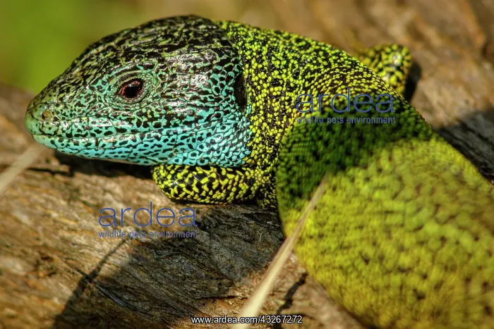  : Iberian Emerald Lizard (Lacerta schreiberi) - adult