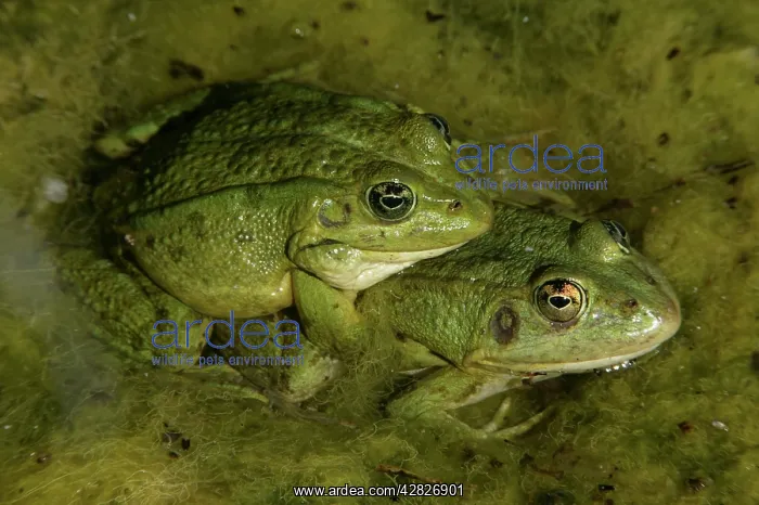 : Iberian Green Frogs - Mating pair - In amplexus : Iberian Green Frogs - Mating pair - In amplexus