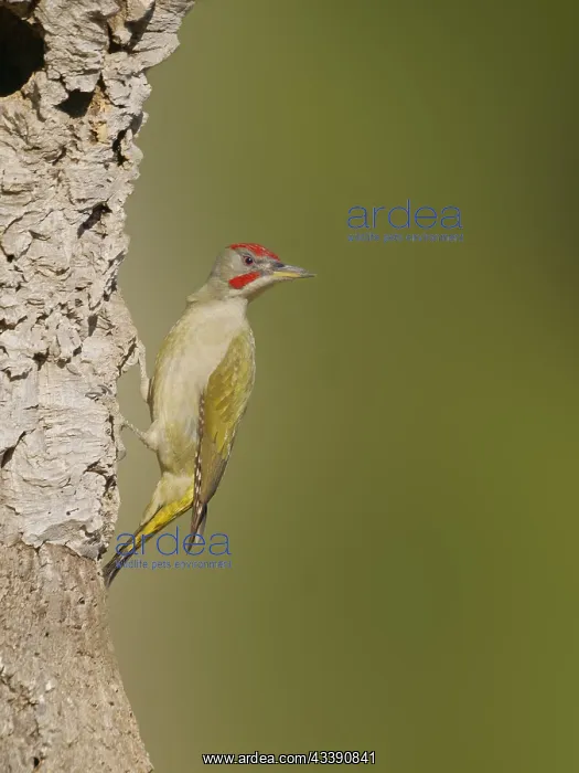 : Iberian Green Woodpecker Picus sharpie Valencia : Iberian Green Woodpecker Picus sharpie Valencia