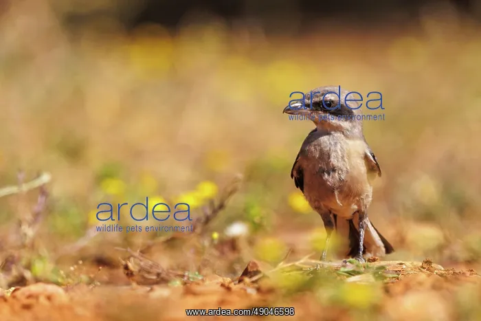 : Iberian Grey Shrike : Iberian Grey Shrike