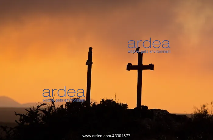  : Iberian grey shrike - on crosses at dawn - on the