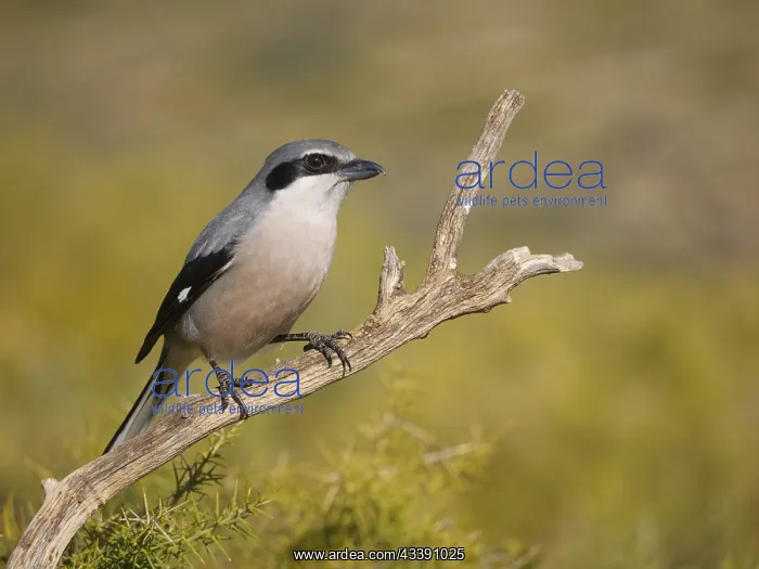 : Iberian Grey Shrike Lanius meridionalis Valencia : Iberian Grey Shrike Lanius meridionalis Valencia