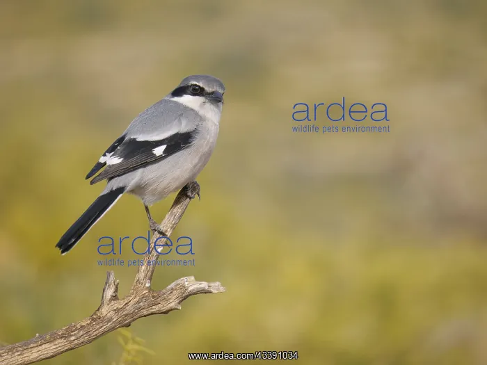 : Iberian Grey Shrike Lanius meridionalis Valencia : Iberian Grey Shrike Lanius meridionalis Valencia