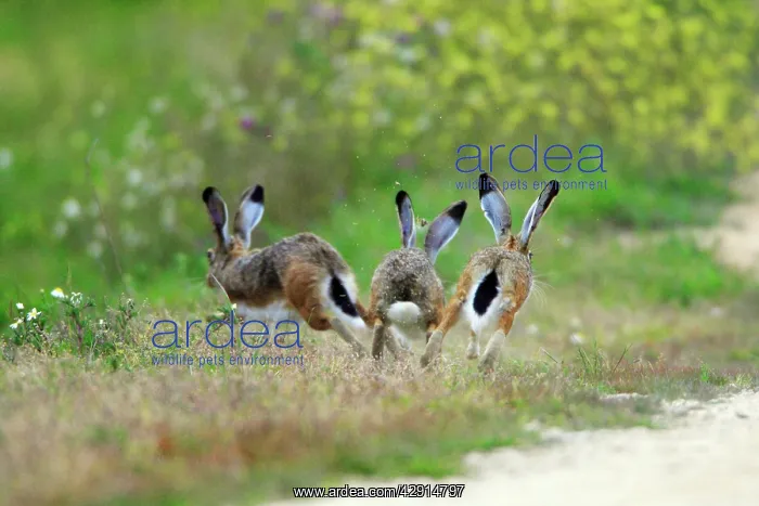 : Iberian Hare - 3 carrying out breeding ritual : Iberian Hare - 3 carrying out breeding ritual