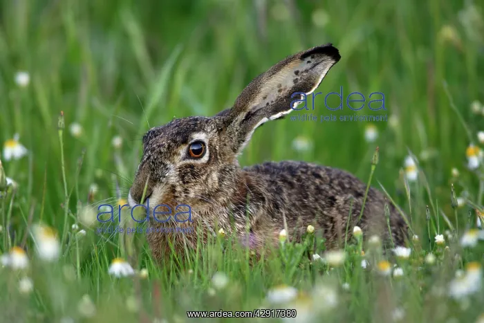 : Iberian Hare - adult animal resting : Iberian Hare - adult animal resting