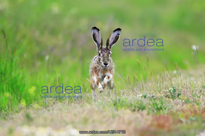 : Iberian Hare - on the alert : Iberian Hare - on the alert