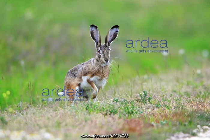 : Iberian Hare - on the alert : Iberian Hare - on the alert