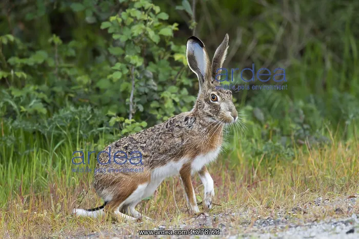 : Iberian Hare (Lepus granatensis) securing, Spai : Iberian Hare (Lepus granatensis) securing, Spai