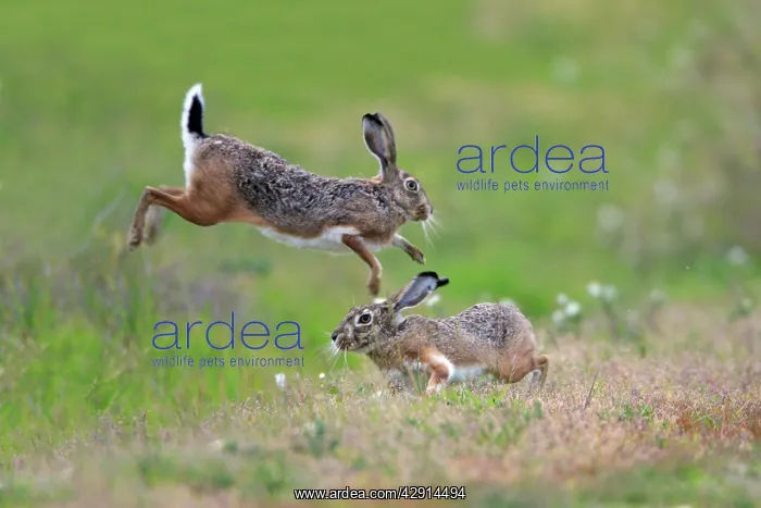 : Iberian Hare - pair carrying out breeding ritual : Iberian Hare - pair carrying out breeding ritual