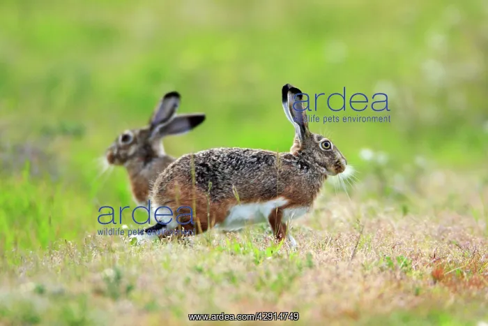 : Iberian Hare - pair carrying out breeding ritual : Iberian Hare - pair carrying out breeding ritual