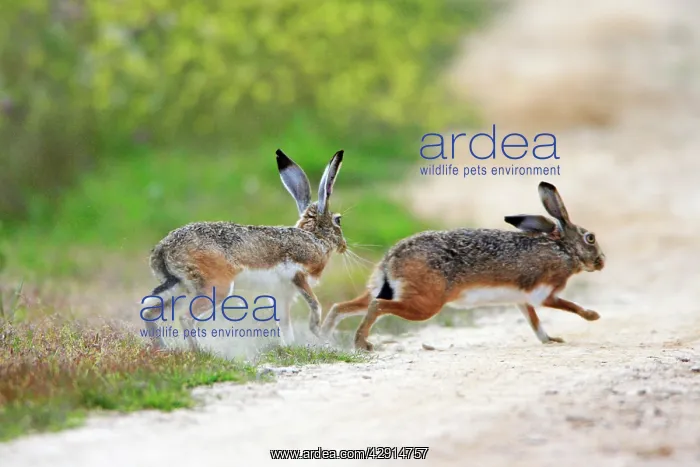 : Iberian Hare - pair carrying out breeding ritual : Iberian Hare - pair carrying out breeding ritual