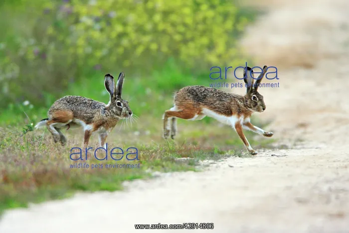 : Iberian Hare - pair carrying out breeding ritual : Iberian Hare - pair carrying out breeding ritual