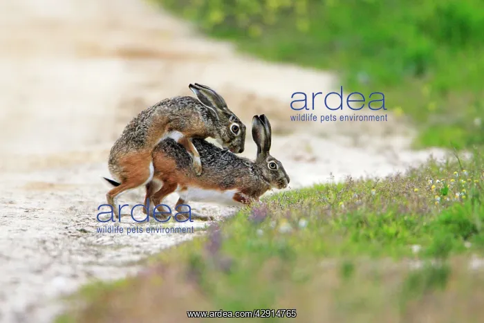 : Iberian Hare - pair copulating : Iberian Hare - pair copulating