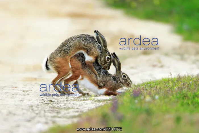 : Iberian Hare - pair copulating : Iberian Hare - pair copulating